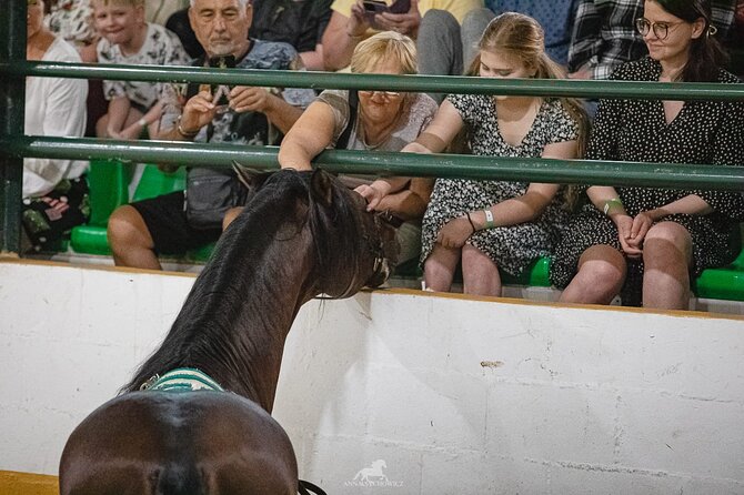 Andalusian Horses and Flamenco show with transportation - Why the transportation is worth planning carefully