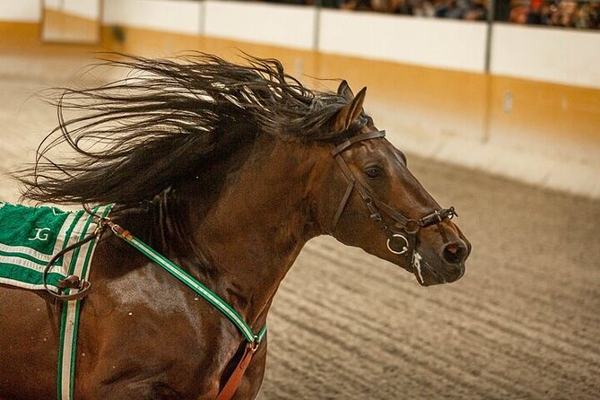 Andalusian Horses and Flamenco show with transportation - Who will enjoy this most?