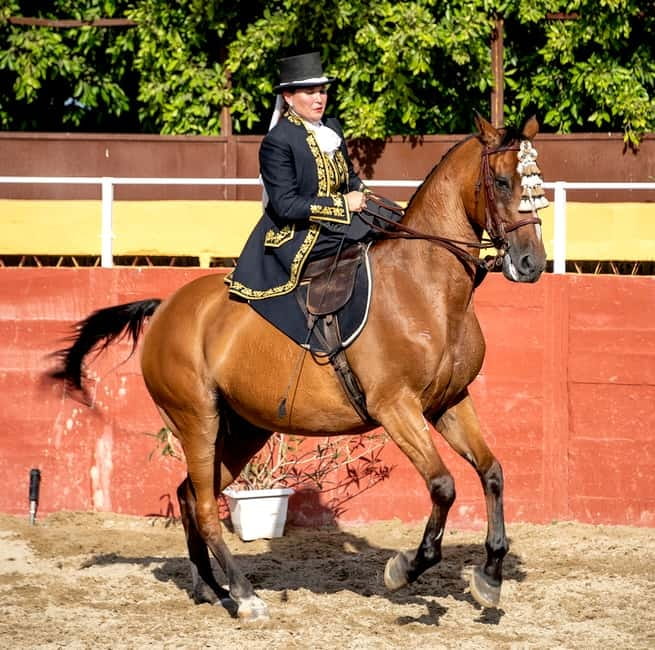 Fuengirola: Spanish Horse Show with Optional Dinner/Flamenco - Price, value, and possible drawbacks