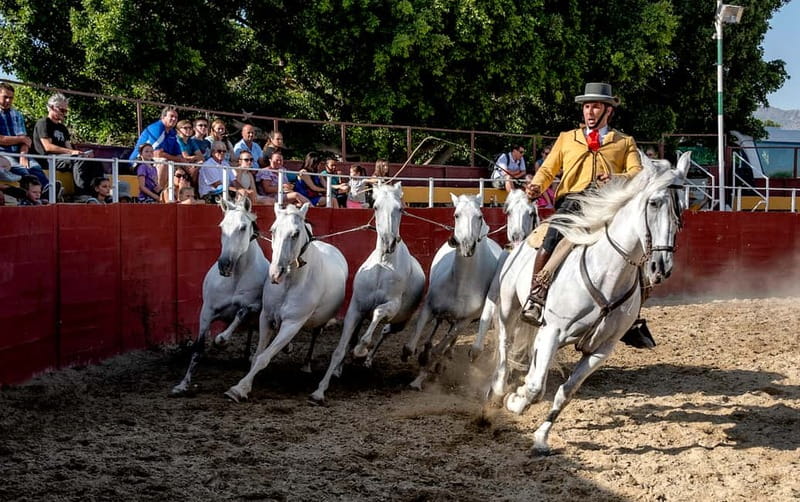 Fuengirola: Spanish Horse Show with Optional Dinner/Flamenco - Which booking option makes sense?