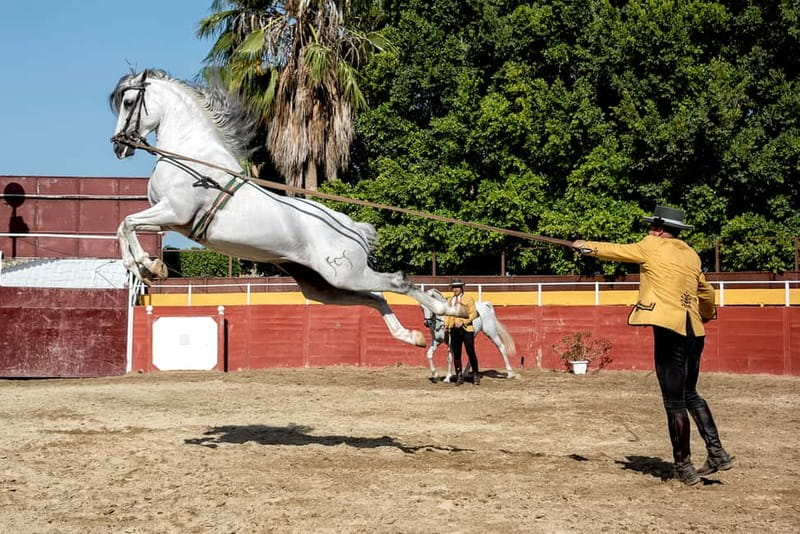 Fuengirola: Spanish Horse Show with Optional Dinner/Flamenco - Is this good for children?