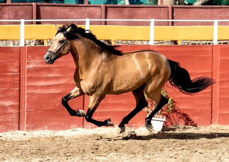 Fuengirola: Spanish Horse Show with Optional Dinner/Flamenco - What makes the evening feel authentic