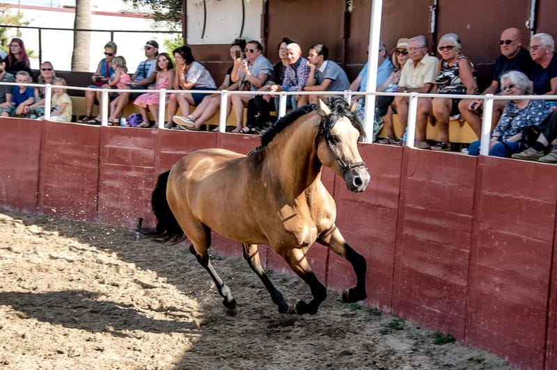 Fuengirola: Spanish Horse Show with Optional Dinner/Flamenco - Why the Cartujano horses matter