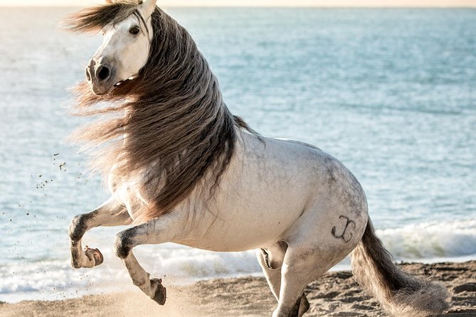 Horse and Flamenco Show in Malaga - Who will enjoy this Malaga show?