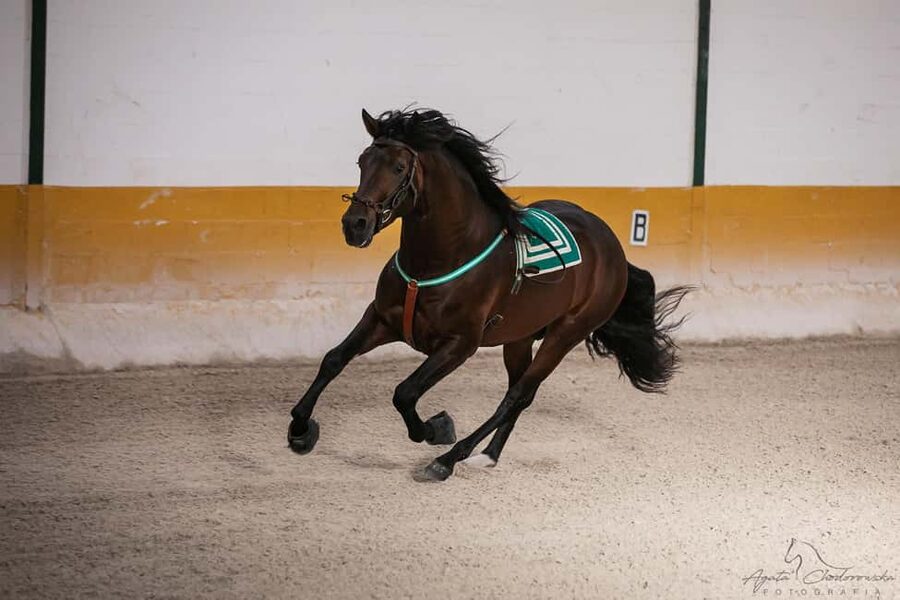 Torremolinos: Spanish horse and flamenco show - Key points to know before booking