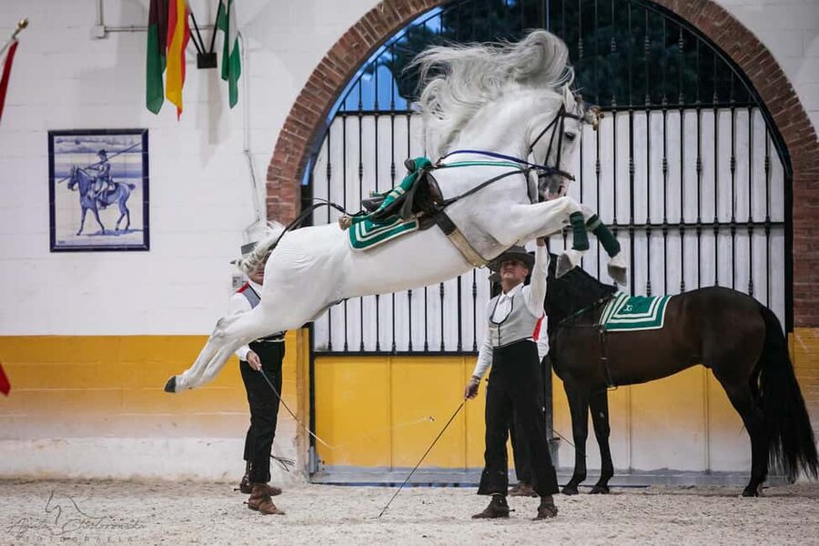 Torremolinos: Spanish horse and flamenco show - The 90-minute covered-arena performance