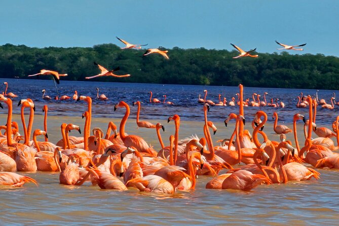 Tour to Celestún with View of Flamencos and Beach Club - Key points to know before booking