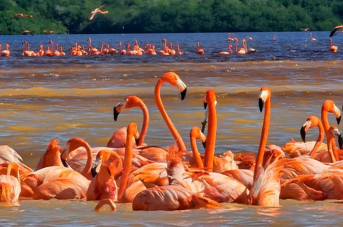 Tour to Celestún with View of Flamencos and Beach Club - Entering the Celestún Biosphere Reserve by boat