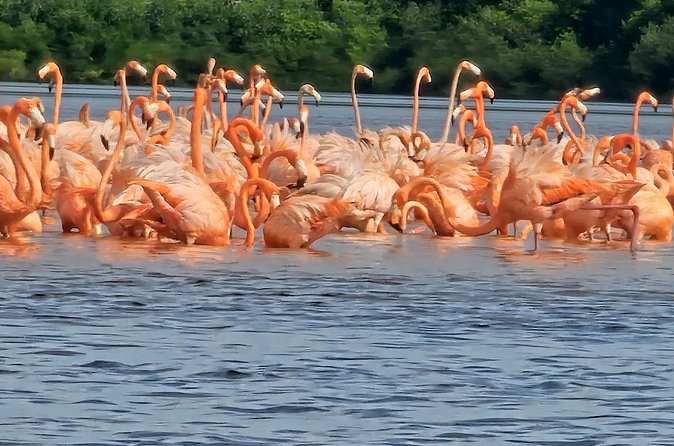 Tour to Celestún with View of Flamencos and Beach Club - Is $142.85 a fair price?