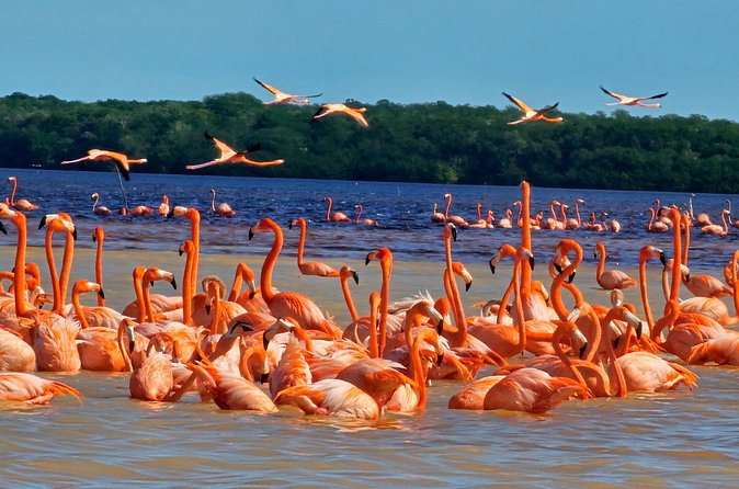 Tour to Celestún with View of Flamencos and Beach Club - Who will enjoy this Celestún day trip most?